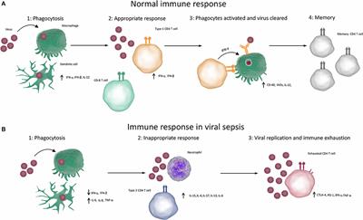 Frontiers | Epidemiology And Immune Pathogenesis Of Viral Sepsis